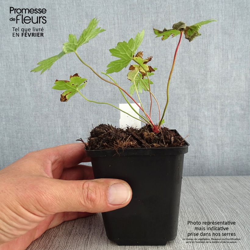 Exemplar von Geranium oxonianum f. thurstonianum - Oxford-Storchschnabel Kleine Töpfe von 8/9 cm wie im Herbst geliefert