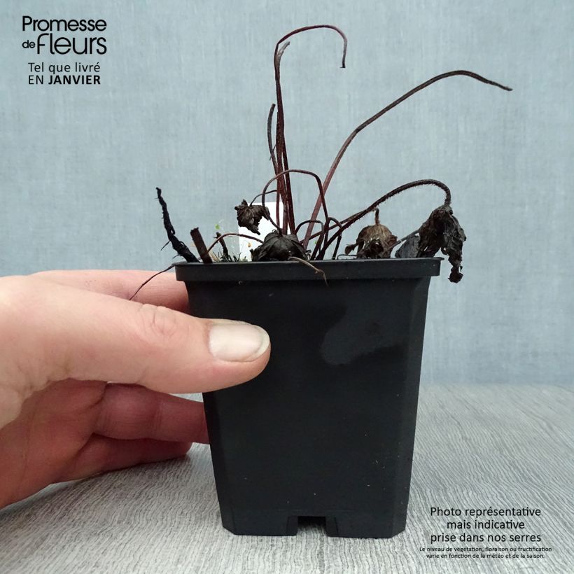 Exemplar von Geranium palustre - Storchschnabel Kleine Töpfe von 8/9 cm wie im Winter geliefert