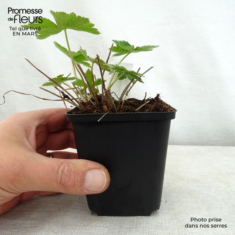 Exemplar von Geranium phaeum Golden Spring - Brauner Storchschnabel Kleine Töpfe von 8/9 cm wie im Frühjahr geliefert