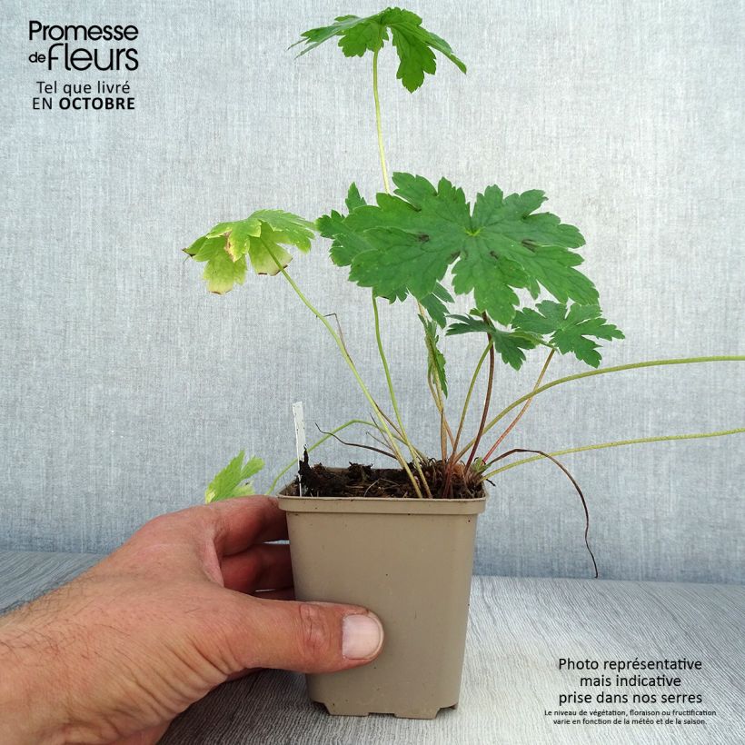 Exemplar von Geranium phaeum Golden Spring - Brauner Storchschnabel Kleine Töpfe von 8/9 cm wie im Herbst geliefert