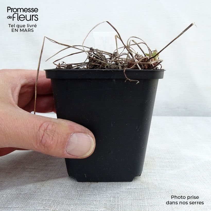 Exemplar von Geranium phaeum Lily Lovell - Brauner Storchschnabel Kleine Töpfe von 8/9 cm wie im Winter geliefert