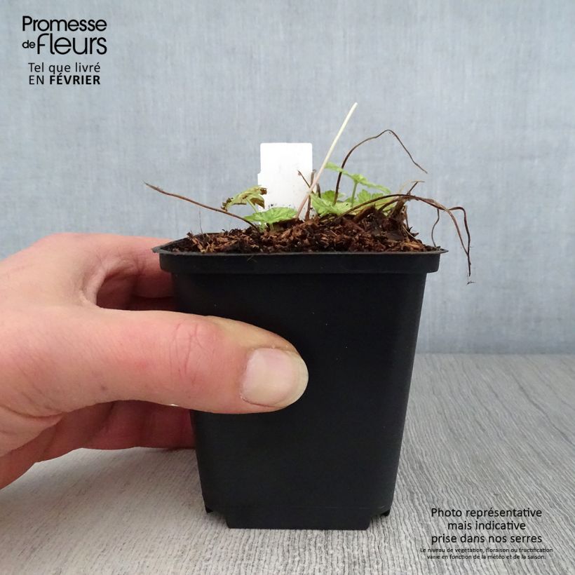 Exemplar von Geranium phaeum Margaret Wilson - Brauner Storchschnabel Kleine Töpfe von 8/9 cm wie im Winter geliefert