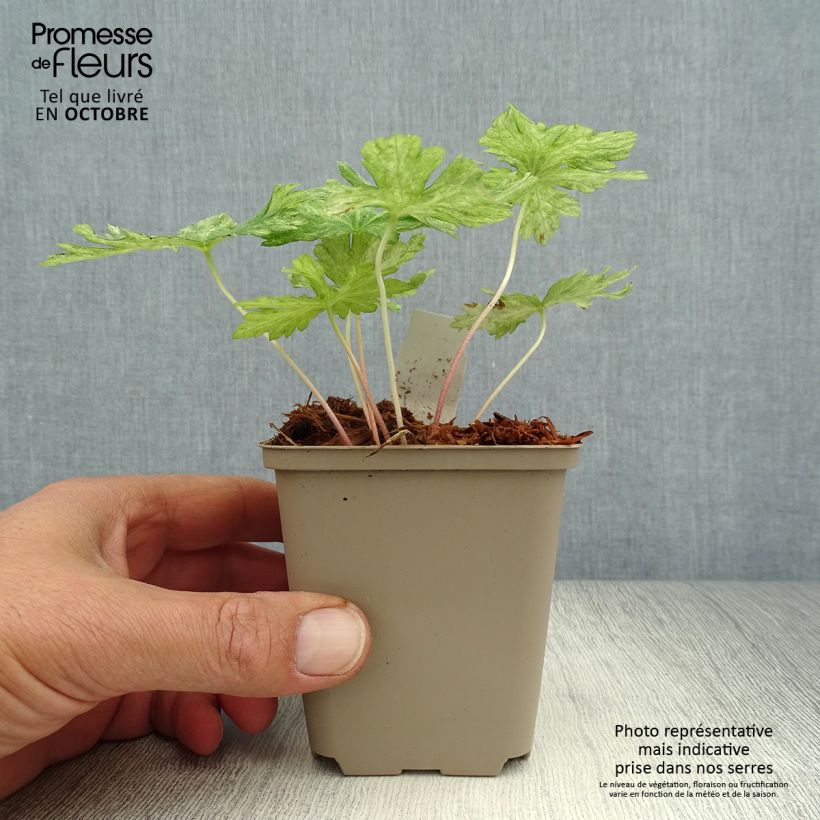 Exemplar von Geranium phaeum Margaret Wilson - Brauner Storchschnabel Kleine Töpfe von 8/9 cm wie im Herbst geliefert