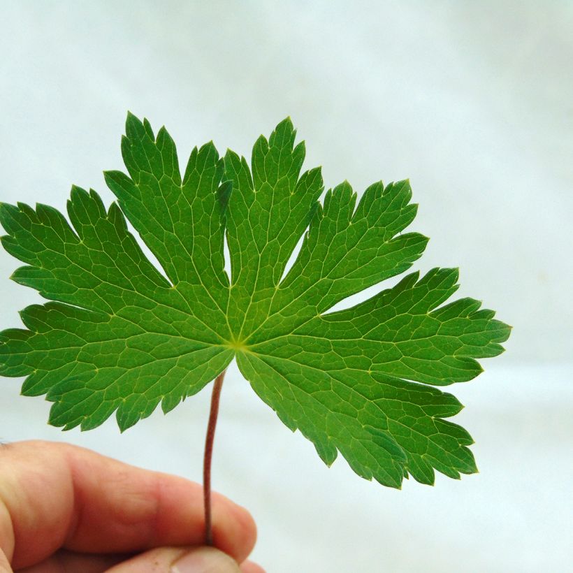 Geranium phaeum Mourning Widow - Brauner Storchschnabel (Laub)