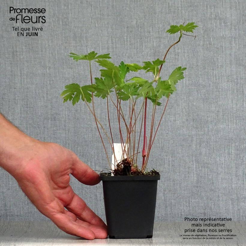 Exemplar von Geranium phaeum Mourning Widow - Brauner Storchschnabel Kleine Töpfe von 8/9 cm wie im Sommer geliefert