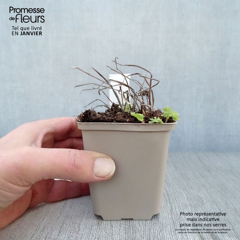 Exemplar von Geranium phaeum Raven - Brauner Storchschnabel Kleine Töpfe von 8/9 cm wie im Winter geliefert