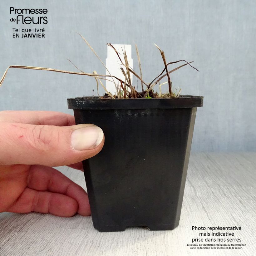 Exemplar&#x20;von&#x20;Geranium&#x20;phaeum&#x20;Samobor&#x20;-&#x20;Brauner&#x20;Storchschnabel&#x20;Kleine&#x20;T&#xF6;pfe&#x20;von&#x20;8&#x2F;9&#x20;cm&#x20;wie&#x20;im&#x20;Winter&#x20;geliefert