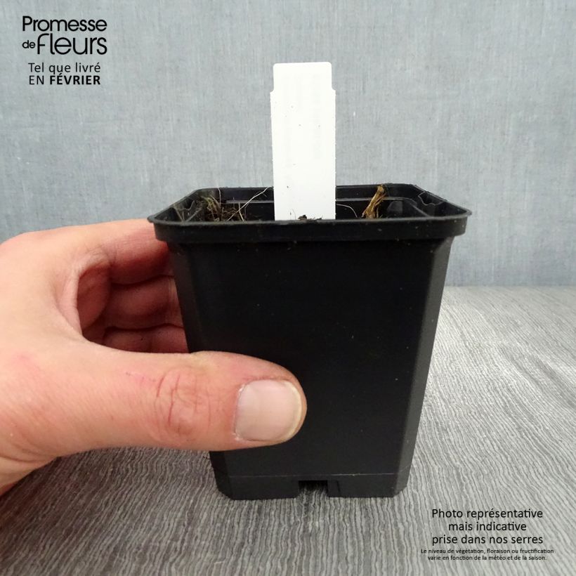 Exemplar von Geranium pratense Algera Double - Wiesen-Storchschnabel Kleine Töpfe von 8/9 cm wie im Winter geliefert