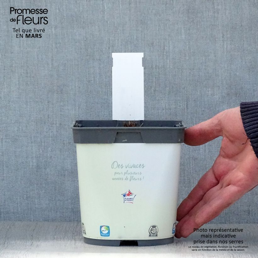 Exemplar von Geranium pratense Algera Double - Wiesen-Storchschnabel Topf mit 2L/3L wie im Frühjahr geliefert