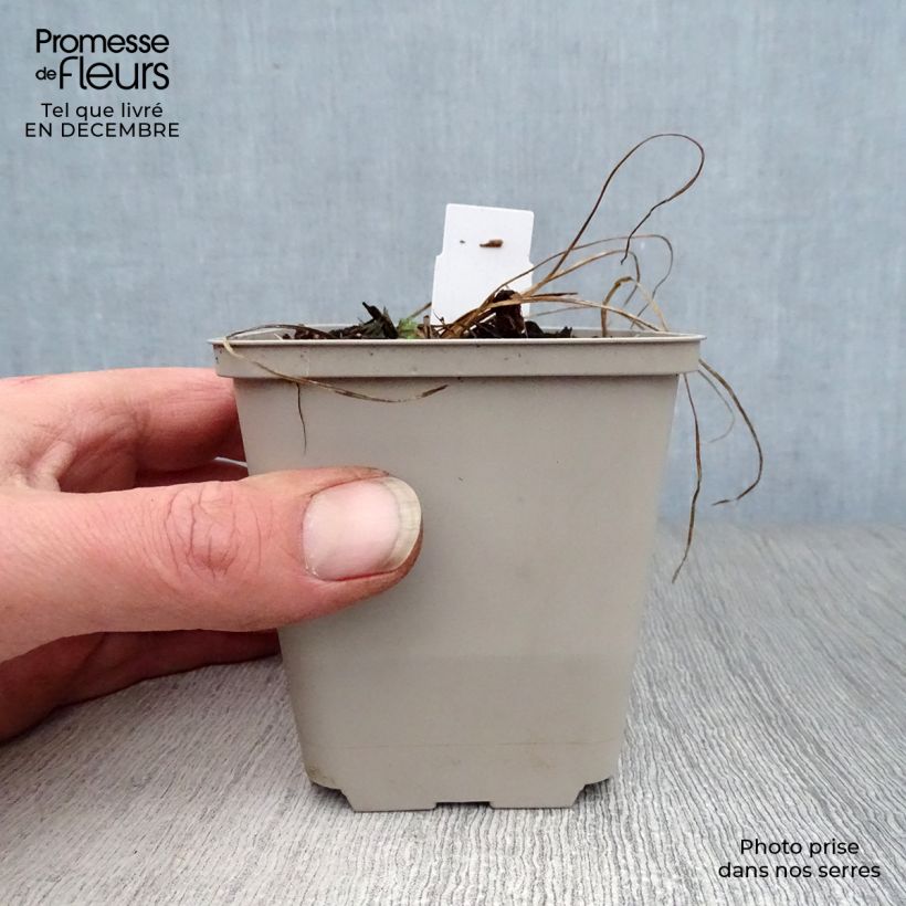 Exemplar von Geranium pratense Cloud Nine - Wiesen-Storchschnabel Kleine Töpfe von 8/9 cm wie im Winter geliefert