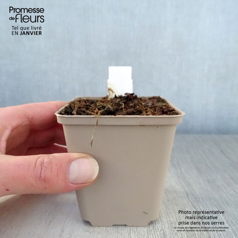 Exemplar von Geranium pratense Hocus Pocus - Wiesen-Storchschnabel Kleine Töpfe von 8/9 cm wie im Winter geliefert