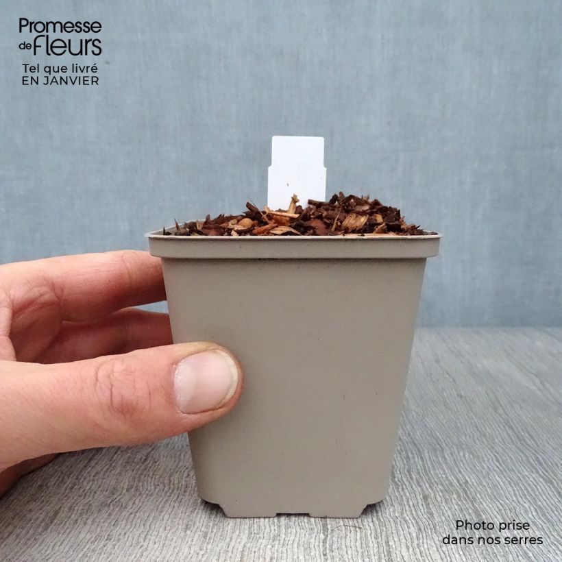 Exemplar von Geranium pratense Laura - Wiesen-Storchschnabel Kleine Töpfe von 8/9 cm wie im Winter geliefert