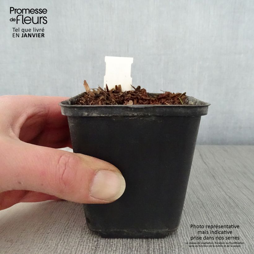 Exemplar von Geranium pratense Marshmallow - Wiesen-Storchschnabel Kleine Töpfe von 8/9 cm wie im Winter geliefert