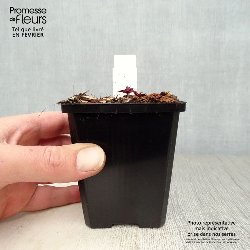 Exemplar von Geranium pratense Midnight Reiter - Wiesen-Storchschnabel Kleine Töpfe von 8/9 cm wie im Winter geliefert