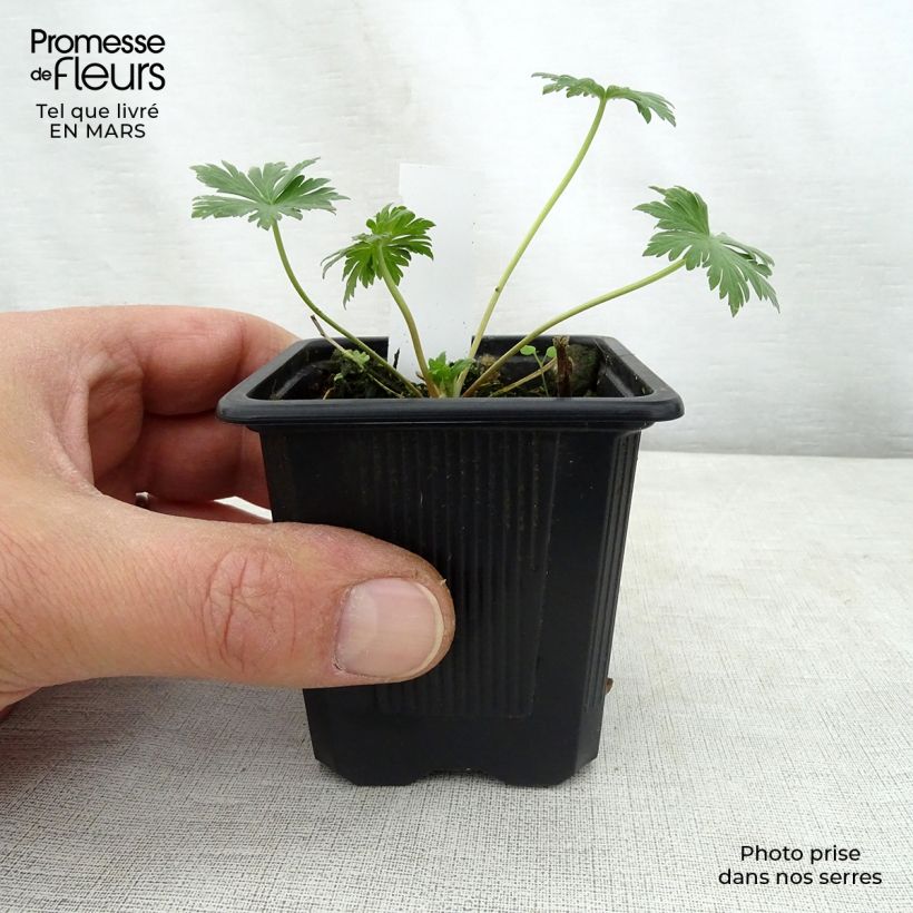 Exemplar von Geranium pratense Mrs Kendall Clark - Wiesen-Storchschnabel Kleine Töpfe von 8/9 cm wie im Frühjahr geliefert