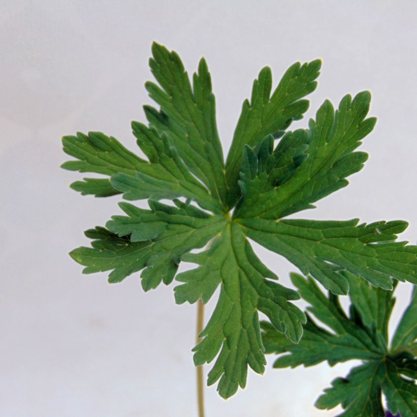 Geranium pratense Splish Splash - Wiesen-Storchschnabel (Laub)