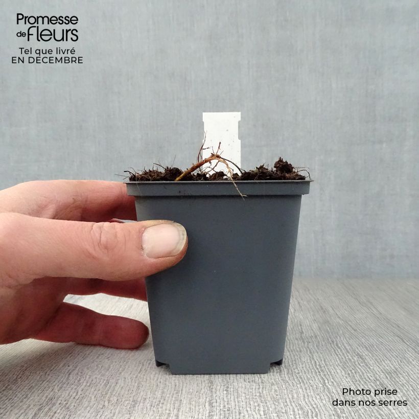 Exemplar von Geranium pratense Splish Splash - Wiesen-Storchschnabel Kleine Töpfe von 8/9 cm wie im Winter geliefert