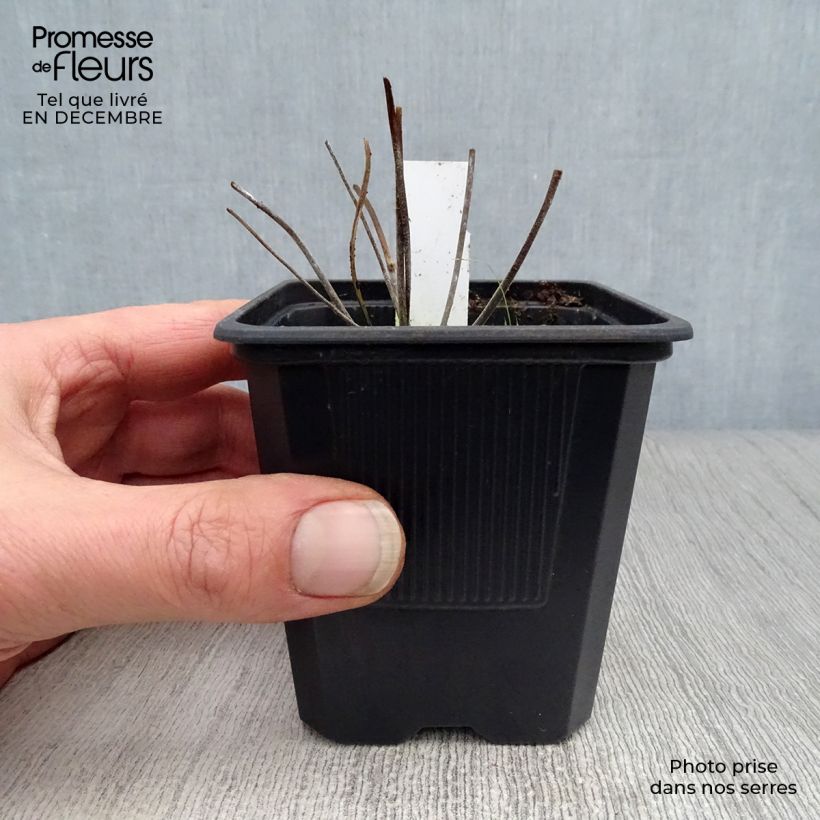 Exemplar von Geranium pratense Summer Skies - Wiesen-Storchschnabel Kleine Töpfe von 8/9 cm wie im Winter geliefert