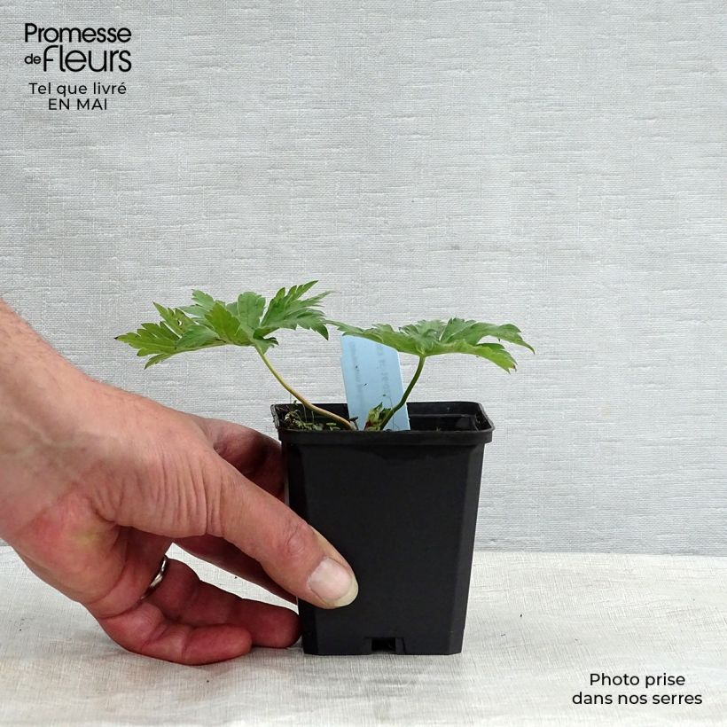 Exemplar von Geranium psilostemon - Armenischer Storchschnabel Kleine Töpfe von 8/9 cm wie im Frühjahr geliefert