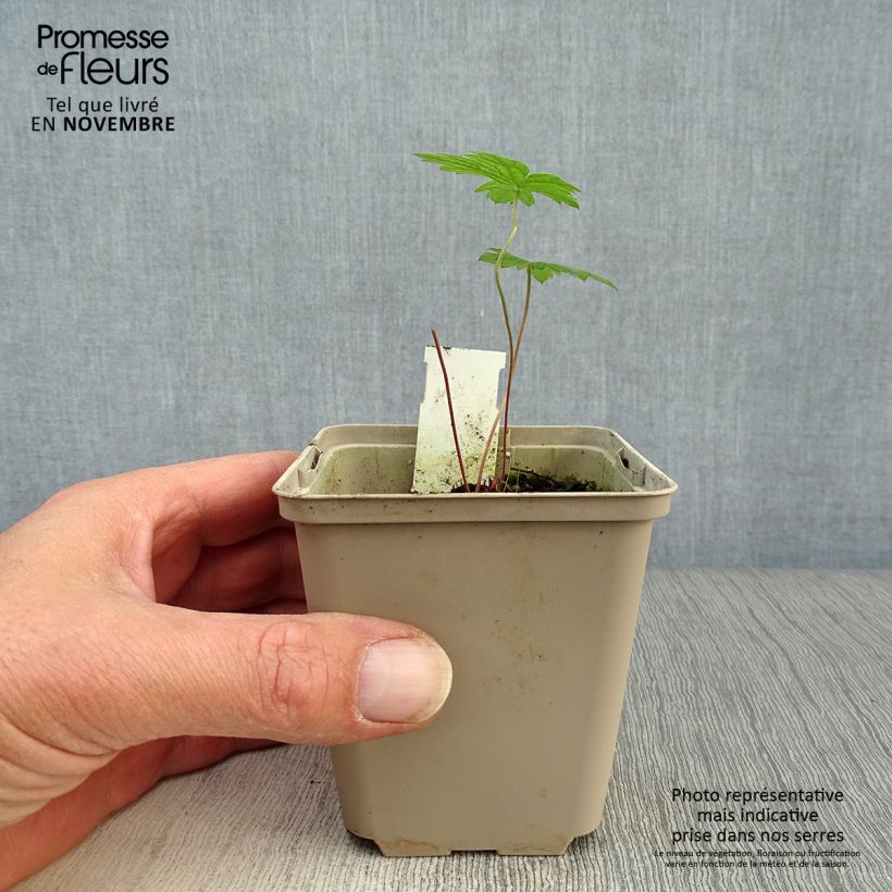 Exemplar von Geranium psilostemon - Armenischer Storchschnabel Kleine Töpfe von 8/9 cm wie im Herbst geliefert