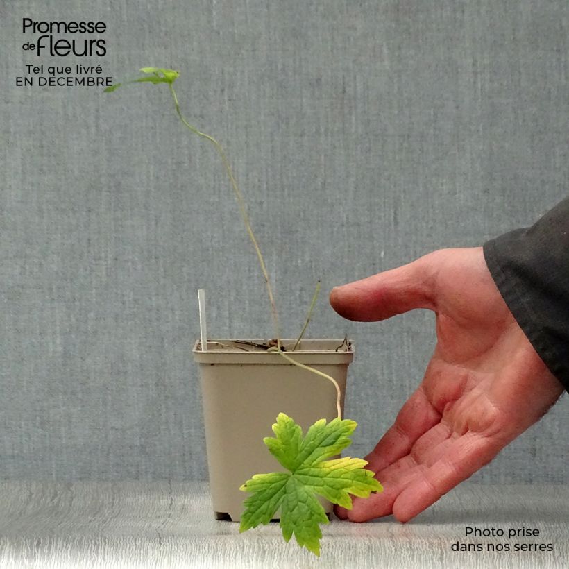 Exemplar von Geranium psilostemon - Armenischer Storchschnabel Kleine Töpfe von 8/9 cm wie im Winter geliefert