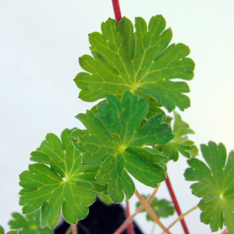 Geranium pyrenaicum Bill Wallis - Pyrenäen-Storchschnabel (Laub)