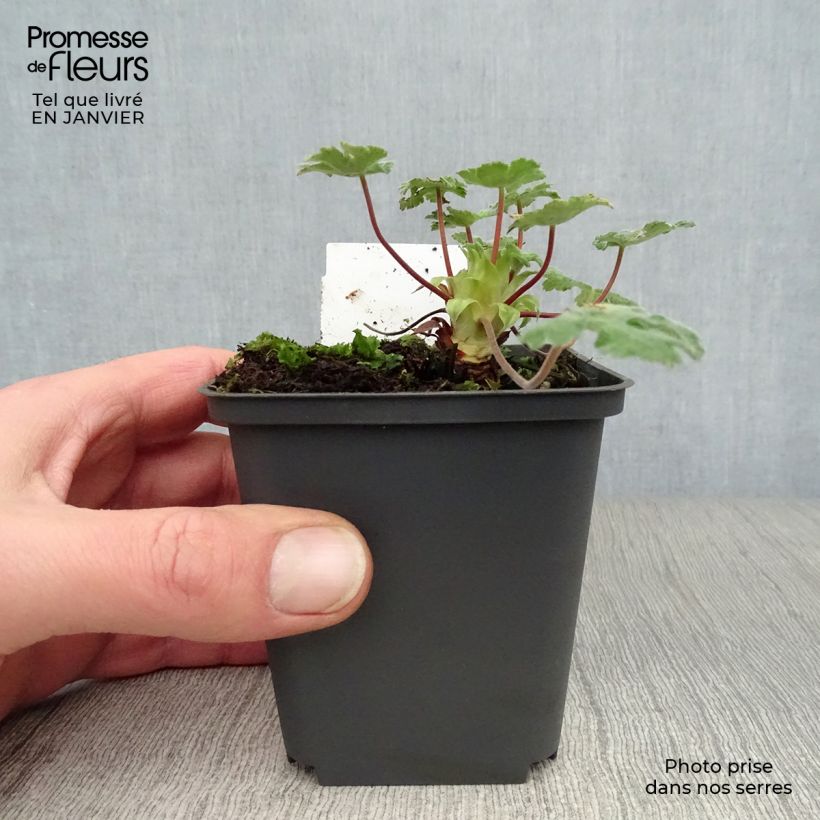 Exemplar von Geranium renardii Tcschelda - Kaukasus-Storchschnabel Kleine Töpfe von 8/9 cm wie im Winter geliefert