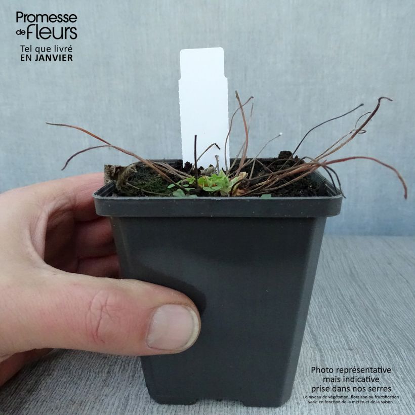 Exemplar von Geranium renardii Zetterlund - Kaukasus-Storchschnabel Kleine Töpfe von 8/9 cm wie im Winter geliefert