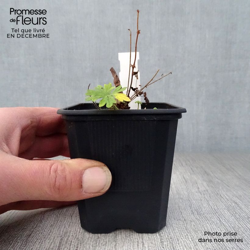 Exemplar von Geranium sanguineum Album - Blutstorchschnabel Kleine Töpfe von 8/9 cm wie im Winter geliefert