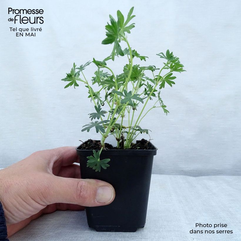 Exemplar von Geranium sanguineum Album - Blutstorchschnabel Kleine Töpfe von 8/9 cm wie im Frühjahr geliefert