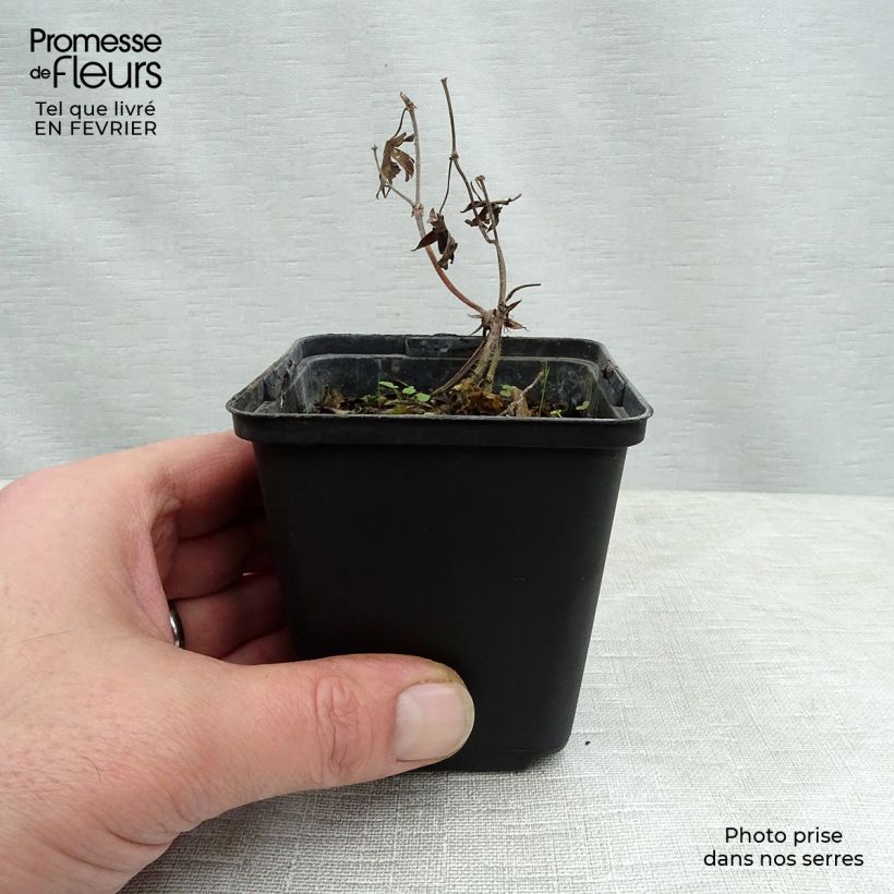 Exemplar von Geranium sanguineum Aviemore - Blutstorchschnabel Kleine Töpfe von 8/9 cm wie im Winter geliefert