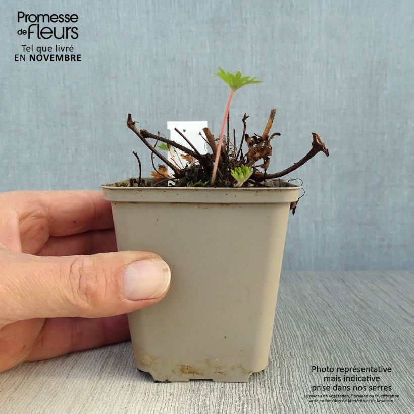 Exemplar von Geranium sanguineum Aviemore - Blutstorchschnabel Kleine Töpfe von 8/9 cm wie im Herbst geliefert