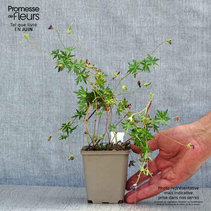Exemplar von Geranium sanguineum Aviemore - Blutstorchschnabel Kleine Töpfe von 8/9 cm wie im Sommer geliefert