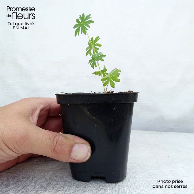 Exemplar von Geranium sanguineum Compactum - Blutstorchschnabel Kleine Töpfe von 8/9 cm wie im Frühjahr geliefert