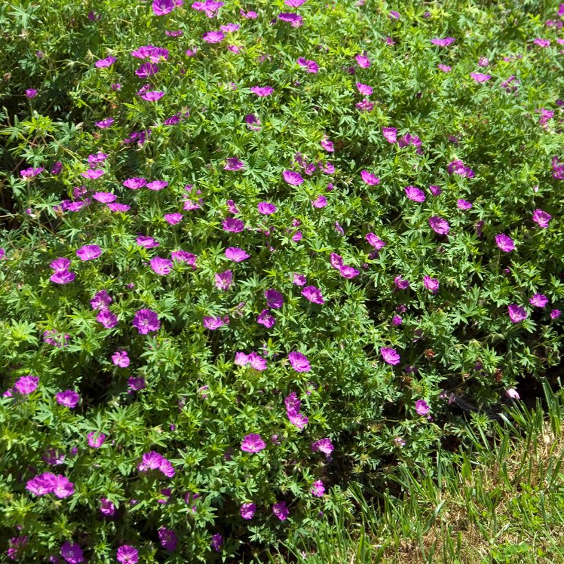 Geranium sanguineum Compactum - Blutstorchschnabel (Hafen)
