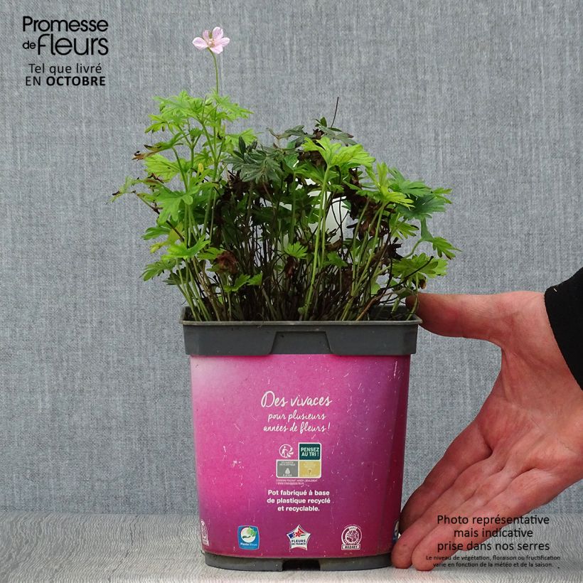 Exemplar von Geranium sanguineum Elke - Blutstorchschnabel Topf mit 2L/3L wie im Herbst geliefert