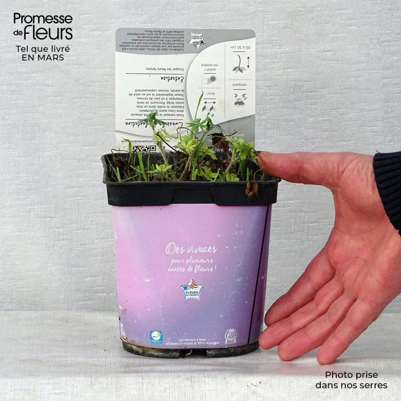 Exemplar von Geranium sanguineum Elke - Blutstorchschnabel Topf mit 2L/3L wie im Frühjahr geliefert