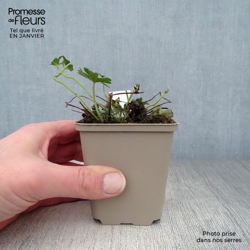 Exemplar von Geranium sanguineum Hannelore - Blutstorchschnabel Kleine Töpfe von 8/9 cm wie im Winter geliefert