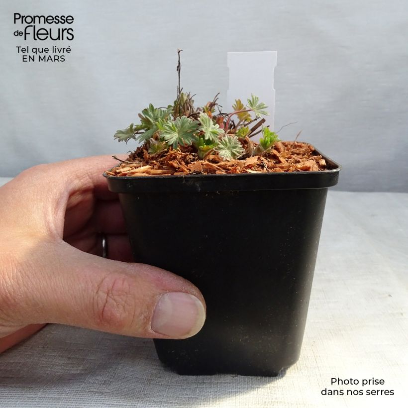 Exemplar von Geranium sanguineum Pink Pouffe - Blutstorchschnabel Kleine Töpfe von 8/9 cm wie im Frühjahr geliefert