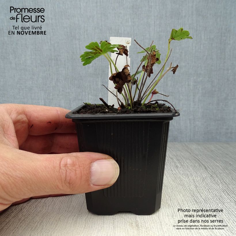 Exemplar von Geranium sanguineum Vision - Blutstorchschnabel Kleine Töpfe von 8/9 cm wie im Herbst geliefert