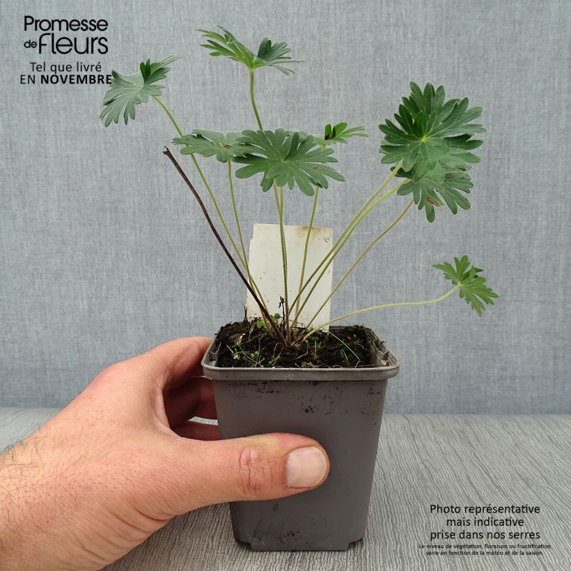 Exemplar von Geranium sanguineum Kleine Töpfe von 8/9 cm wie im Herbst geliefert