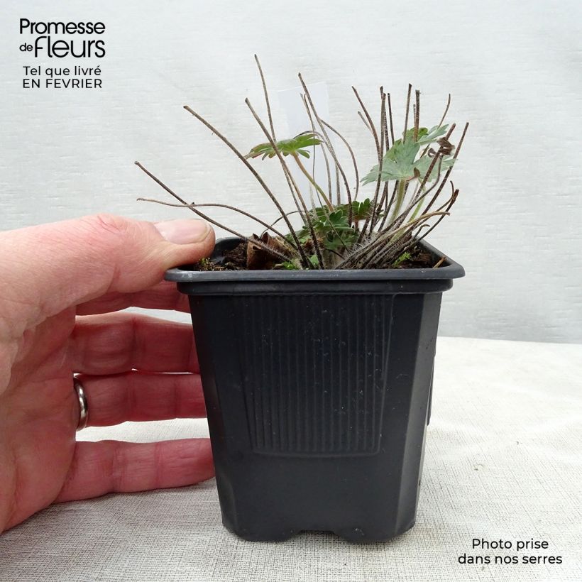 Exemplar von Geranium sanguineum Kleine Töpfe von 8/9 cm wie im Winter geliefert