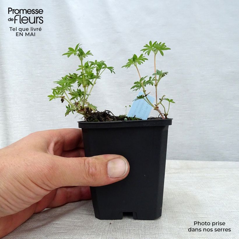 Exemplar von Geranium sanguineum var. striatum - Blutstorchschnabel Kleine Töpfe von 7/8 cm wie im Frühjahr geliefert