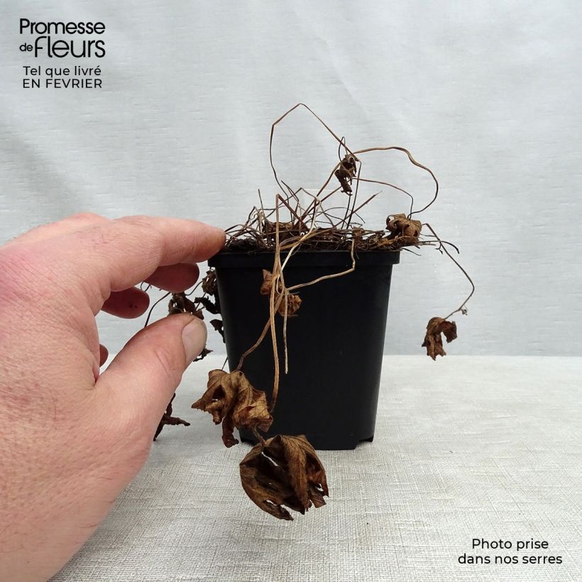 Exemplar von Geranium sylvaticum Album - Wald-Storchschnabel Kleine Töpfe von 8/9 cm wie im Winter geliefert