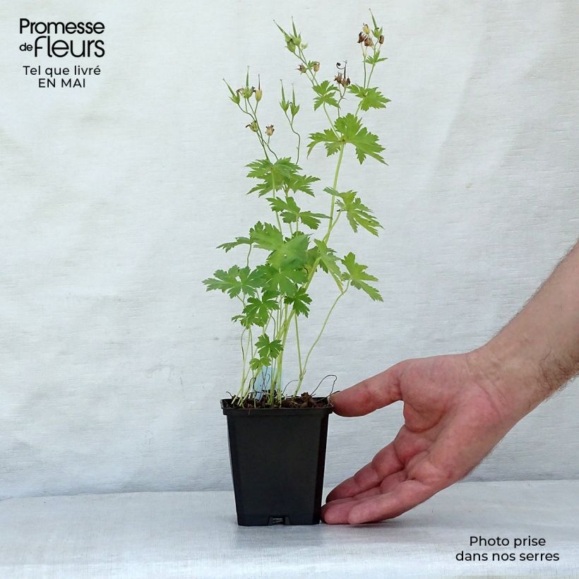 Exemplar von Geranium sylvaticum Album - Wald-Storchschnabel Kleine Töpfe von 8/9 cm wie im Frühjahr geliefert