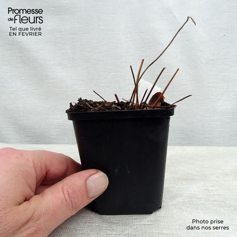 Exemplar von Geranium sylvaticum Birch Lilac - Wald-Storchschnabel Kleine Töpfe von 8/9 cm wie im Winter geliefert