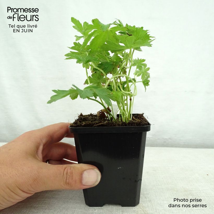 Exemplar von Geranium sylvaticum May Flower - Wald-Storchschnabel Kleine Töpfe von 8/9 cm wie im Sommer geliefert