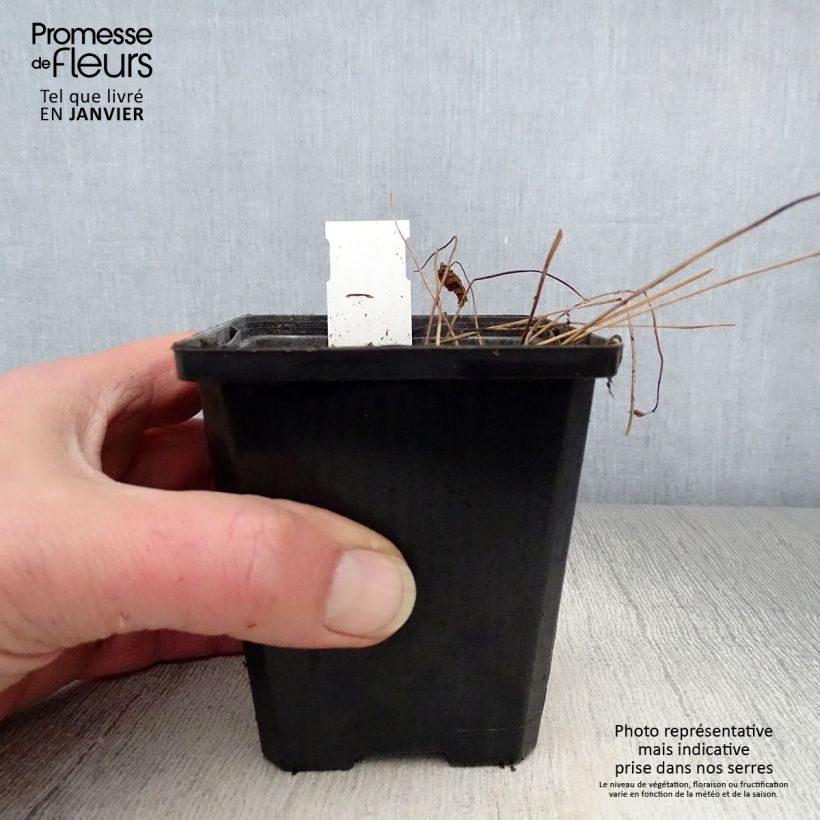 Exemplar von Geranium sylvaticum May Flower - Wald-Storchschnabel Kleine Töpfe von 8/9 cm wie im Winter geliefert