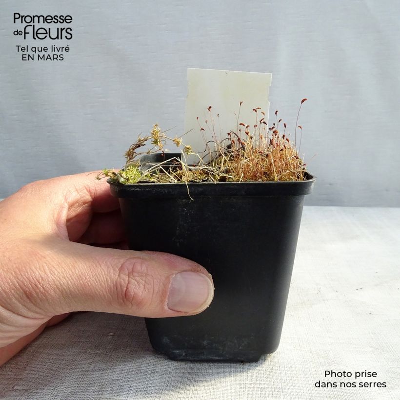 Exemplar von Geranium sylvaticum var. wanneri - Wald-Storchschnabel Kleine Töpfe von 8/9 cm wie im Frühjahr geliefert