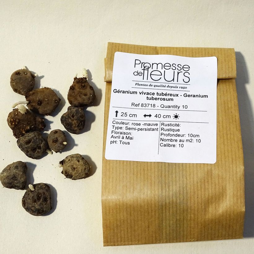 Beispiel eines Exemplars von Geranium tuberosum - Knolliger Storchschnabel Zwiebel Kaliber/Größe 5+ wie geliefert